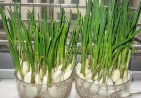 農(nóng)業(yè)科普：你所不知道的大蒜的秘密，帶你走進(jìn)大蒜的世界