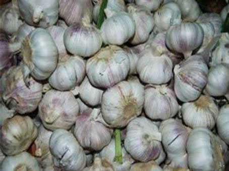 農(nóng)業(yè)科普：你所不知道的大蒜的秘密，帶你走進(jìn)大蒜的世界