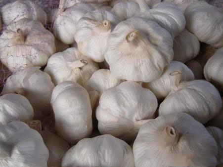 農(nóng)業(yè)科普：你所不知道的大蒜的秘密，帶你走進(jìn)大蒜的世界