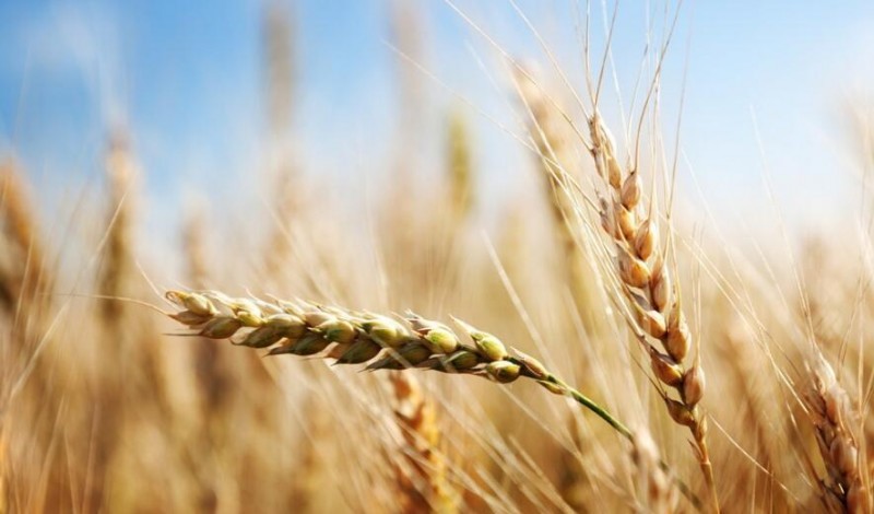 智慧農(nóng)業(yè)發(fā)展基礎(chǔ)&mdash;四種數(shù)據(jù)、三大渠道