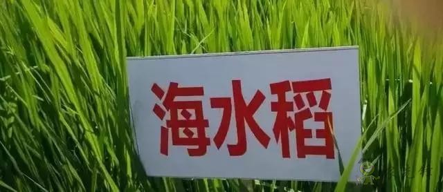 對(duì)不起，我跟著華為，辭職種地了！