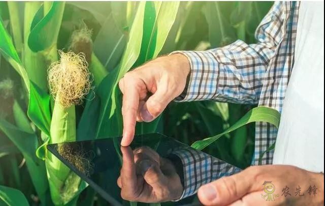 未來(lái)農(nóng)業(yè)價(jià)值可期！阿里、京東、華為，碧桂園紛紛發(fā)力數(shù)字農(nóng)業(yè)