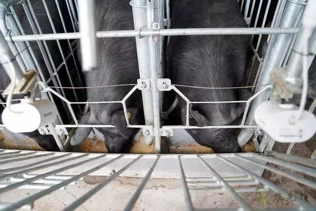 京東的這些&ldquo;網(wǎng)紅&rdquo;農(nóng)業(yè)項目，你都知道嗎？