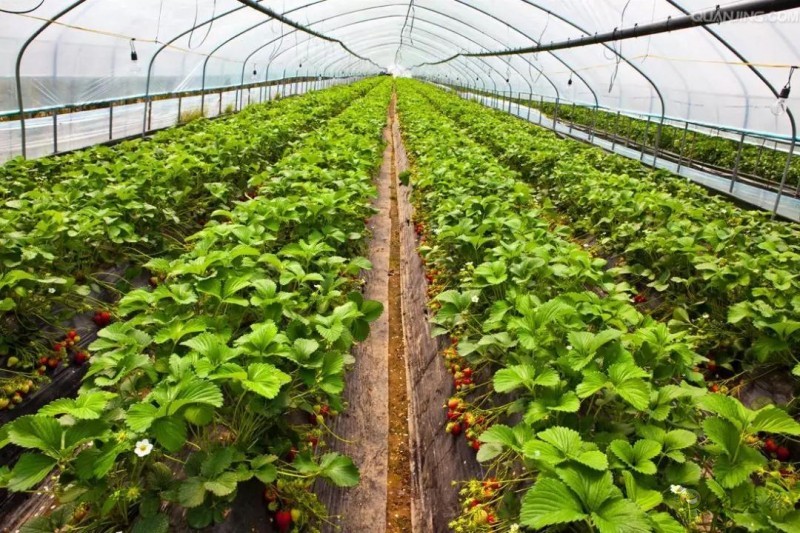 農業(yè)物聯(lián)網如何顛覆傳統(tǒng)農業(yè)？