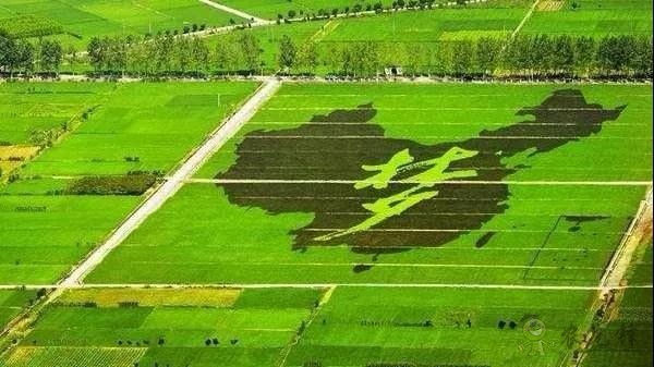 區(qū)塊鏈農(nóng)業(yè)迎來政策風(fēng)向標(biāo)！