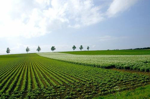 現(xiàn)代農(nóng)業(yè)發(fā)展趨勢如何？有哪些新模式？