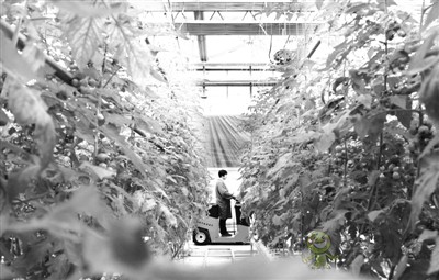 河北南和：&ldquo;智慧農業(yè)&rdquo;助推鄉(xiāng)村振興