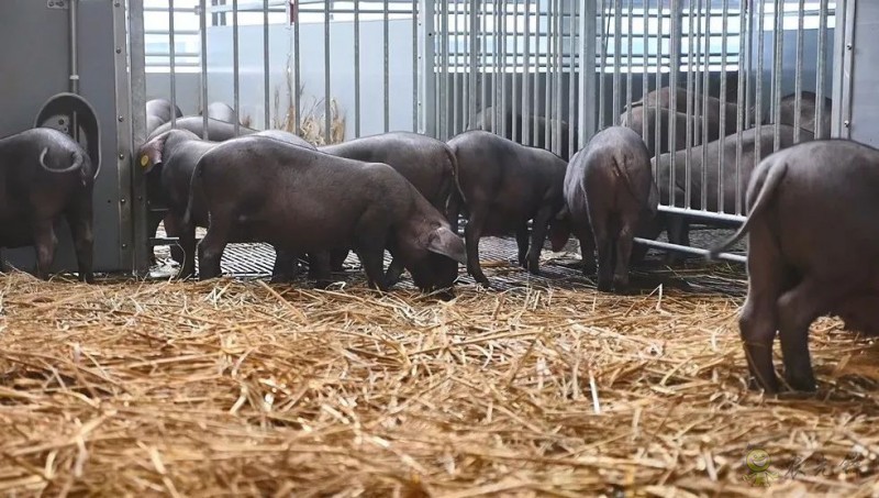 網(wǎng)易味央（三門）現(xiàn)代農(nóng)業(yè)示范園正式開工！