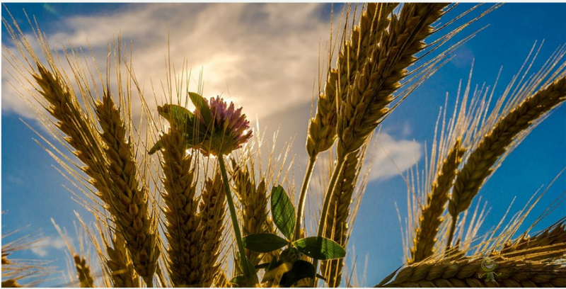 人工智能應(yīng)用于農(nóng)業(yè)可以養(yǎng)活世界嗎