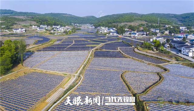 播州區(qū):發(fā)展現(xiàn)代農(nóng)業(yè) 引領(lǐng)群眾致富