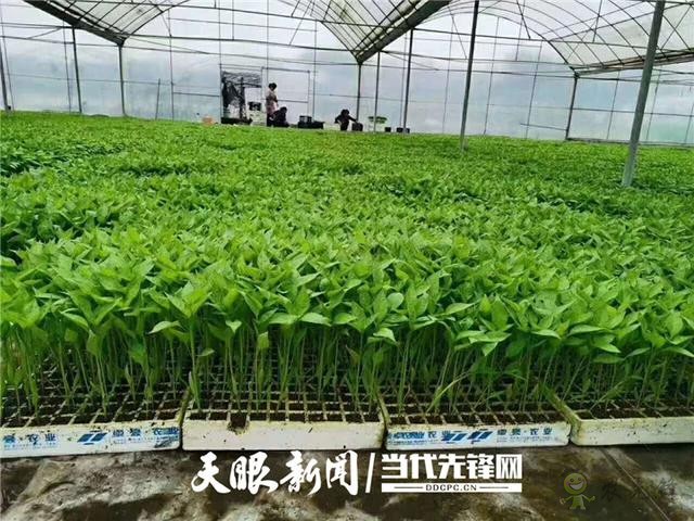 播州區(qū):發(fā)展現(xiàn)代農(nóng)業(yè) 引領(lǐng)群眾致富