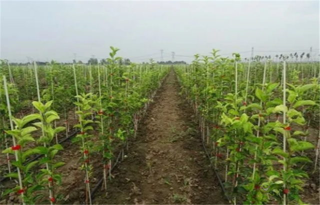 東營廣饒:農(nóng)業(yè)裝上“工業(yè)翅膀”