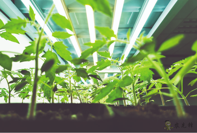 科技創(chuàng)新點亮智慧農(nóng)業(yè)