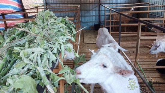 蘿藦科植物牛角瓜可提高瘤胃氮素轉(zhuǎn)化效率