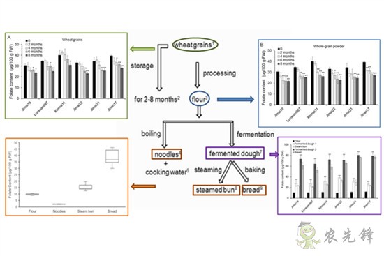 科學家提出饅頭和面包可優(yōu)先作為葉酸攝入來源面食