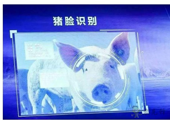 豬臉識(shí)別?——阿里巴巴新研發(fā)智能農(nóng)業(yè)平臺(tái)