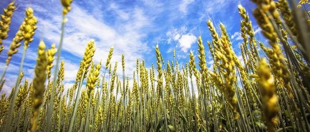 智慧農(nóng)業(yè)的5大優(yōu)勢(shì)!