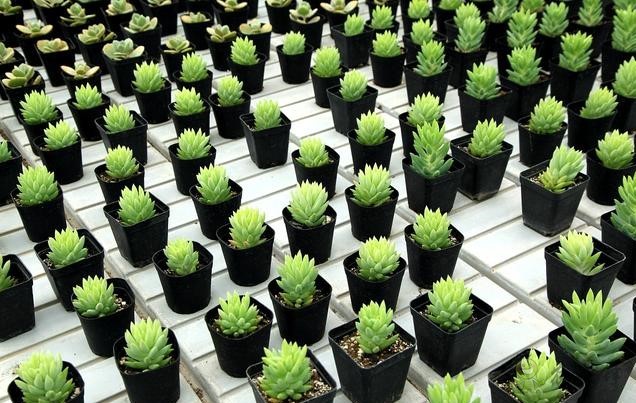 美國(guó)農(nóng)業(yè)