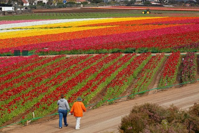 美國(guó)農(nóng)業(yè)