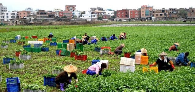 美國(guó)農(nóng)業(yè)