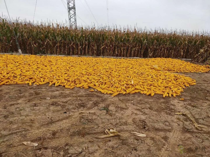 農(nóng)業(yè)科普