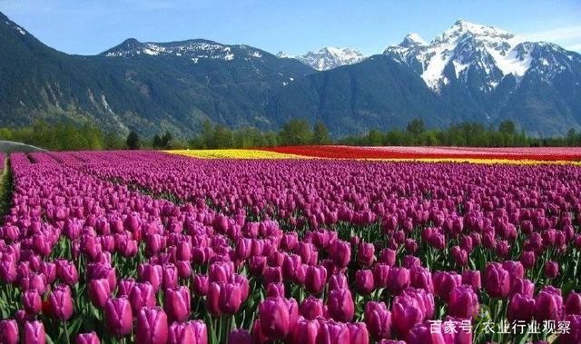 荷蘭農(nóng)業(yè)