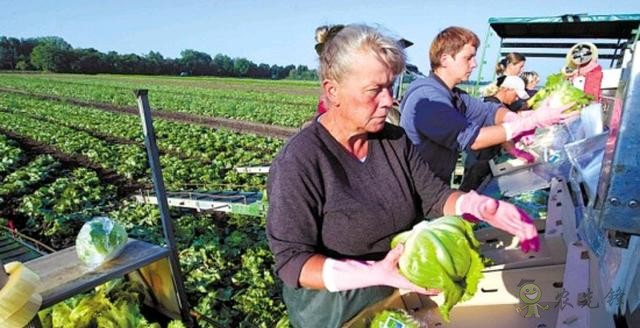 美國農(nóng)業(yè)