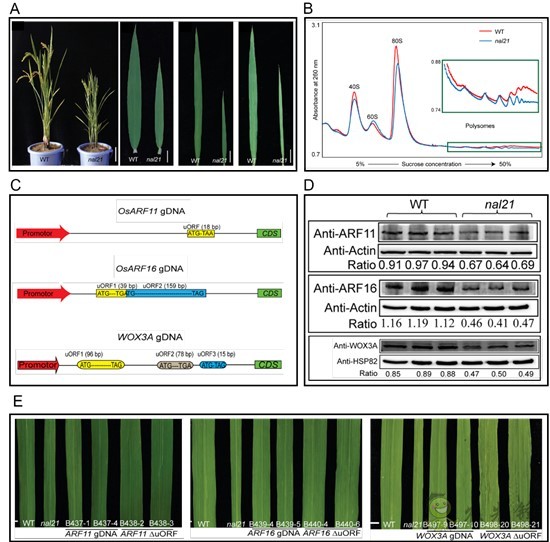 水稻葉片的寬窄，由這個核糖體蛋白來調(diào)控