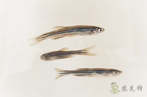 腸道土著菌讓魚兒吃糖長肉？