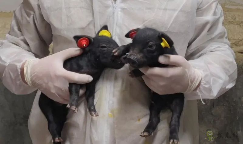 國內(nèi)首次!14頭克隆豬誕生