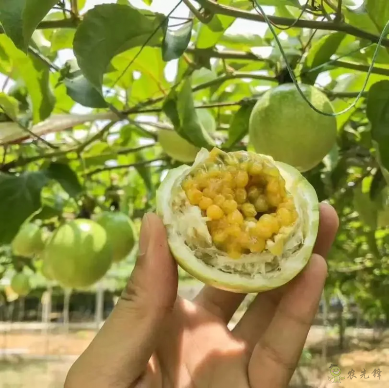 加快完善農(nóng)村電商服務(wù)體系,農(nóng)業(yè)農(nóng)村電商展8月福州舉辦