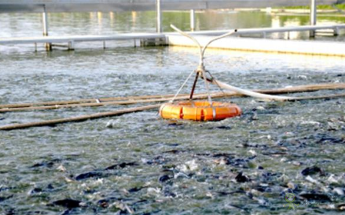 鮰魚新品種&ldquo;江豐1號&rdquo;產(chǎn)業(yè)支撐效果顯著