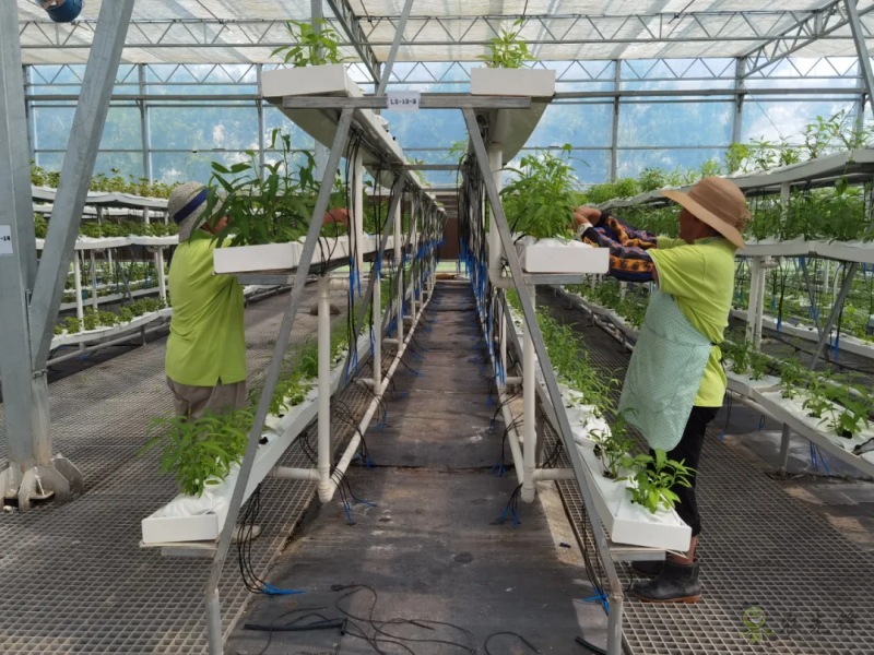 青浦：發(fā)展節(jié)水灌溉，推動農(nóng)業(yè)提質(zhì)增效