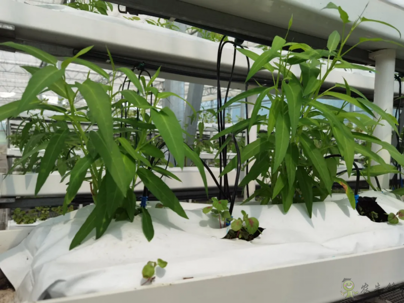 青浦：發(fā)展節(jié)水灌溉，推動農(nóng)業(yè)提質(zhì)增效