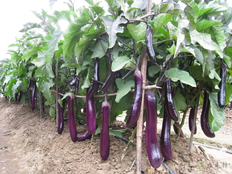 入伏后可以種植什么蔬菜？注意事項(xiàng)有哪些？