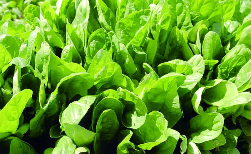 入伏后可以種植什么蔬菜？注意事項(xiàng)有哪些？