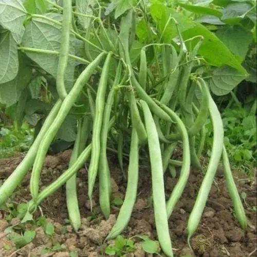 入伏后可以種植什么蔬菜？注意事項(xiàng)有哪些？