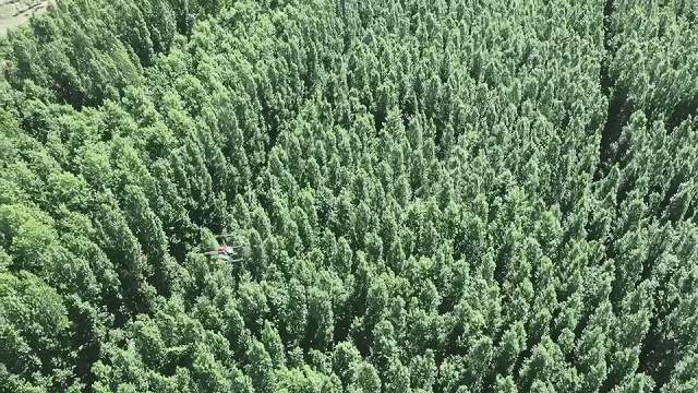 新疆 4 萬畝楊樹林蟲害爆發(fā),極飛農(nóng)業(yè)無人機升空阻擊