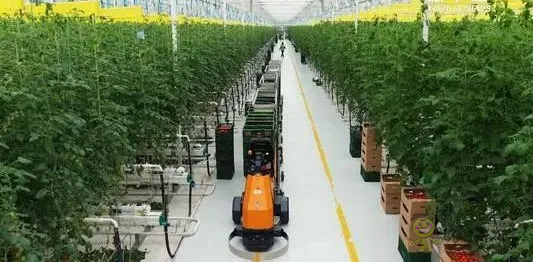 華為養(yǎng)豬帶來的效應,AI+視覺技術正推進智慧農(nóng)業(yè)