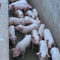 智能閱讀通道 轉(zhuǎn)群記錄，快人一步