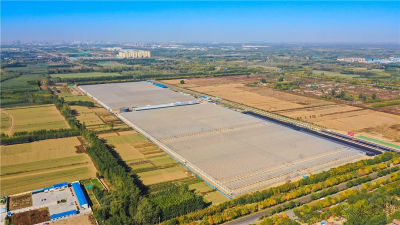 亞洲最大單體棚:如何收益翻了幾十倍