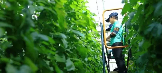 亞洲最大單體棚:如何收益翻了幾十倍