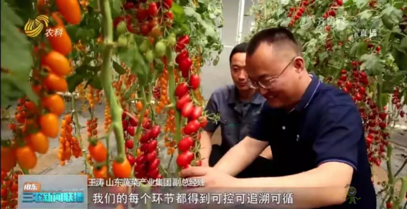 “壽光標(biāo)準(zhǔn)”向全國輸出 推動(dòng)蔬菜產(chǎn)業(yè)提檔升級(jí)