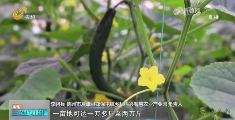 “壽光標(biāo)準(zhǔn)”向全國輸出 推動(dòng)蔬菜產(chǎn)業(yè)提檔升級(jí)