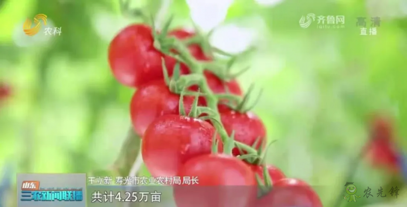 “壽光標(biāo)準(zhǔn)”向全國輸出 推動(dòng)蔬菜產(chǎn)業(yè)提檔升級(jí)