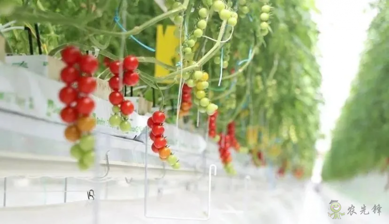 成串小番茄你見過嗎?“現(xiàn)代農(nóng)業(yè)”讓崇明農(nóng)戶“靠數(shù)據(jù)吃飯”