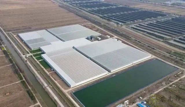 成串小番茄你見過嗎?“現(xiàn)代農(nóng)業(yè)”讓崇明農(nóng)戶“靠數(shù)據(jù)吃飯”