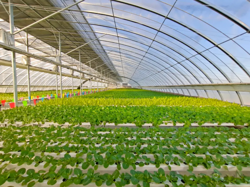 廊坊市:打造都市高效現(xiàn)代農(nóng)業(yè)