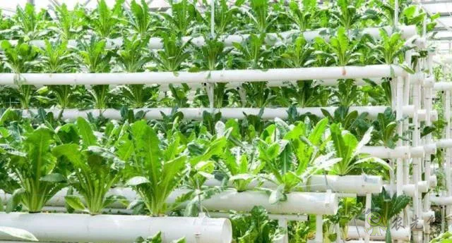 無土栽培:讓農(nóng)業(yè)告別“靠天吃飯”