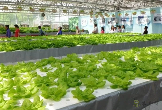 無土栽培:讓農(nóng)業(yè)告別“靠天吃飯”